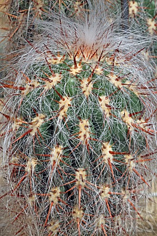 Oreocereus_cactus_in_a_greenhouse