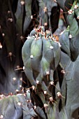 Cereus (cactus) in a greenhouse