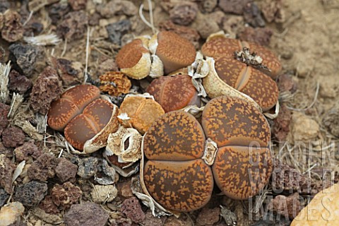 Lithops_Living_Stone_plant_in_a_greenhouse