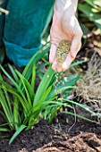 Planting Agapanthus umbellatus (Nile Lily) in a garden