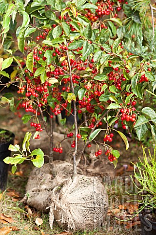 Crabapple_tree_Red_Sentinel_to_be_planted_in_a_garden
