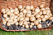 Culture of button mushrooms in a garden