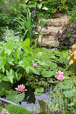 Small_flowered_garden_pond_with_cascade