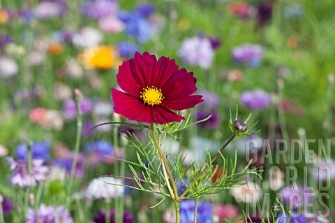 Cosmos_in_flower_meadow