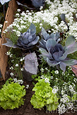 Cabbages_and_Alyssum_in_bloom_in_a_kitchen_garden