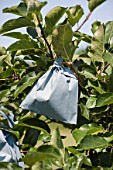 Protection - paper bags over apples on the tree in a garden