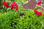 Cat hiding in a bush and Roses - Alsace France