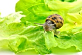 Large gray snail on a lettuce leaf
