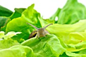 Large gray snail on a lettuce leaf