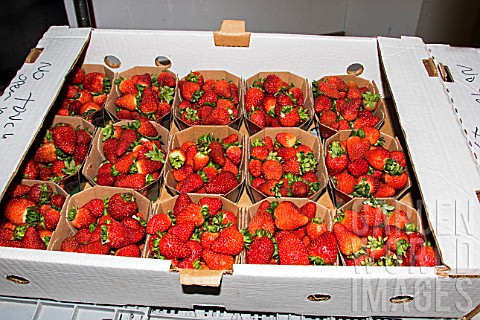 Strawberries_prepared_for_sale_to_individuals_Lufa_Farms_Montreal_Province_of_Quebec_Canada