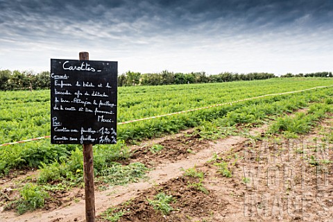 Carrot_field_with_instructions_written_in_French