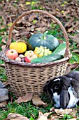Basket of various autumn vegetables: pumpkin, zucchini, apples, nuts and dwarf rabbit