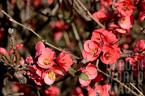 Maules_quince_Chaenomeles_japonica_one_of_the_first_shrubs_to_bloom_early_in_the_year_France