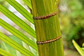 Chrysalidocarpus lutescens (Bamboo palm)