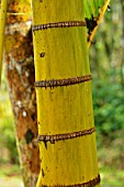 Chrysalidocarpus lutescens (Bamboo palm)