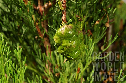 Juniperus_scopulorum