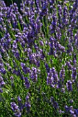 Lavandula in bloom in Provence - France