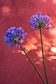 Agapanthus in front of an ochre wall in Provence - France