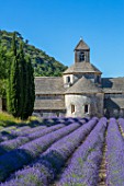 Lavender in bloom and Senanque Abbey in Provence - France