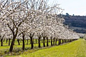 Almond trees in bloom, Provence - France