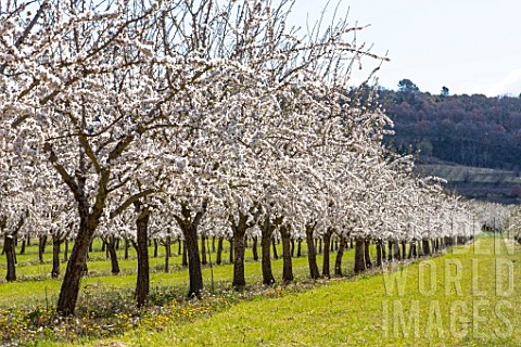 Almond_trees_in_bloom_Provence__France