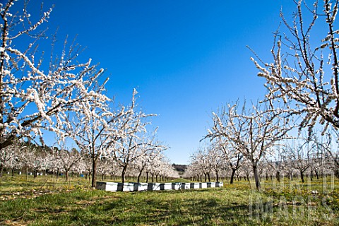Almond_trees_in_bloom_and_hives_in_Venasque__Provence__France