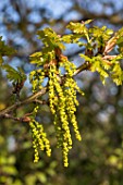 Quercus humilis catkins in Spring  France