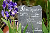 Aquatic plants, Iris and slate writing in French, in medieval garden , Saint-Valery-sur-Somme , Picardy, France