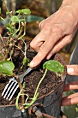 Cleaning of a pelargonium in a pot in the end of winter