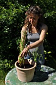 Planting of pelargoniums in a pot