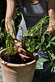 Planting of pelargoniums in a pot