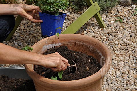 Layout_of_a_pot_with_annual_and_climbing_plants