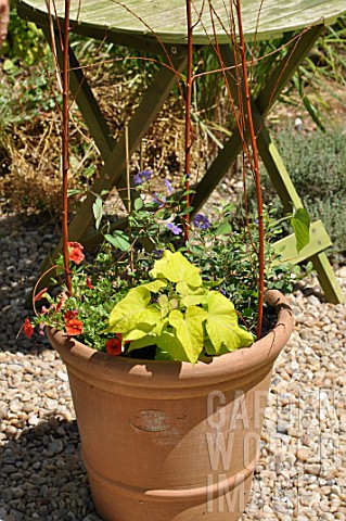 Layout_of_a_pot_with_annual_and_climbing_plants