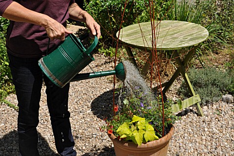 Mixed_container_with_annual_and_climbing_plants_watering_in