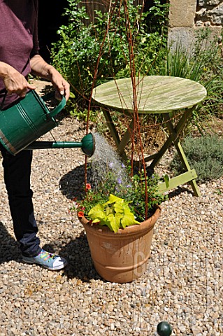 Mixed_container_with_annual_and_climbing_plants_watering_in