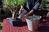 Refreshing soil of potted Bonsai tree