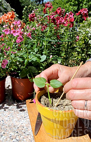 Step_by_step_of_cuttings_of_Diascia_flower