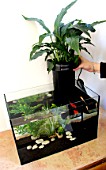 Step by step of a natural filter for water of an aquarium: 6/ Installaton on the aquarium