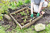 Planting of strawberry plants in a square garden