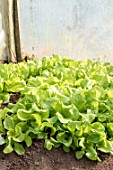 Lettuce plants under a greenhouse