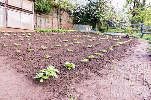 Potatoes_in_a_kitchen_garden