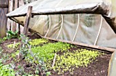 Lettuce seedlings under a cold frame