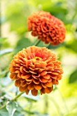 Dahlia (orange) in bloom in a garden