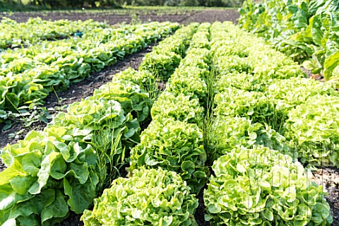 Oakleaf_lettuces_in_a_kitchen_garden