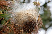 Nest of Pine processionary moth (Thaumetopoea pityocampa)