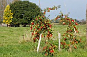 cider apple trees (Malus domestica)