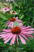 Echinacea purpurea in bloom with green butterfly