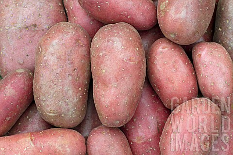 Solanum_tuberosum_Cherie_Potato