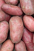 Solanum tuberosum Cherie (Potato)
