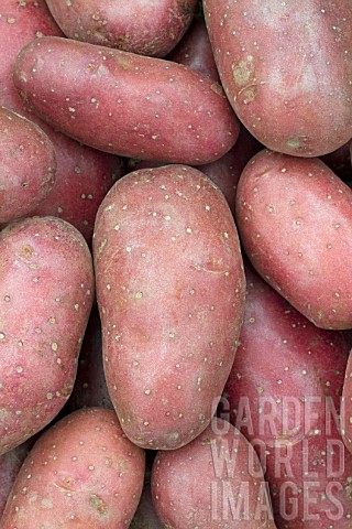 Solanum_tuberosum_Cherie_Potato